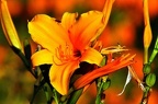 best of flowers 0436
