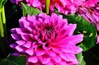 best of flowers 0438
